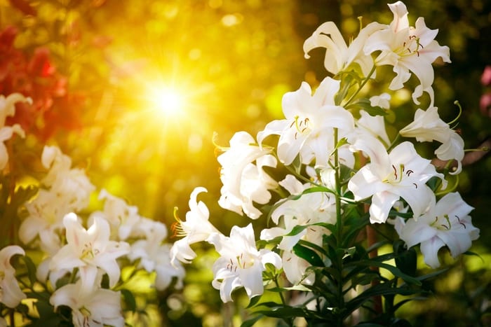 Lily Flower Meanings & Symbolism Planting & Care