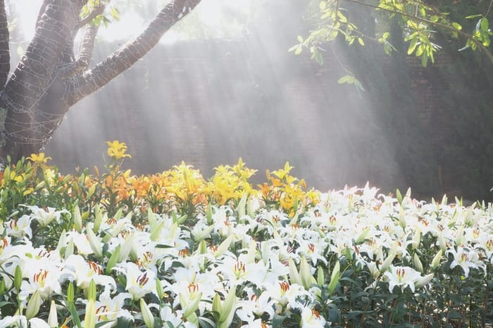 Sun Rays and Lilies