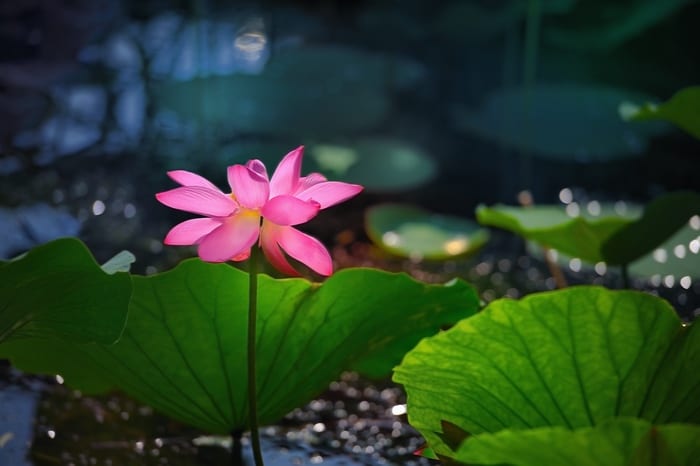 Lotus Flower Meanings & Symbolism + Planting, Care & Uses