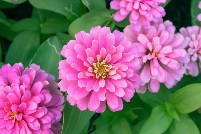 Pink Zinnia Flowers