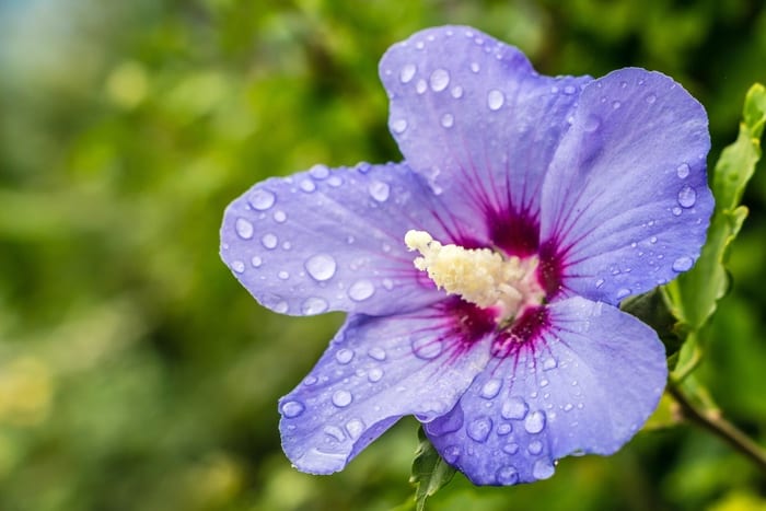Purple Hibiscus Meaning