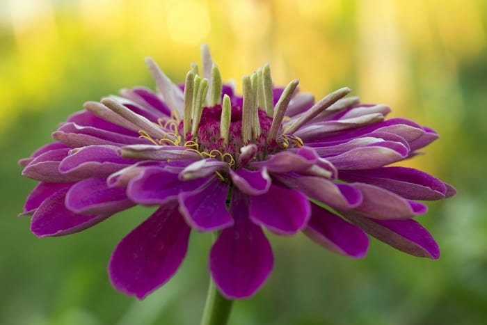 Purple Zinnia Flower