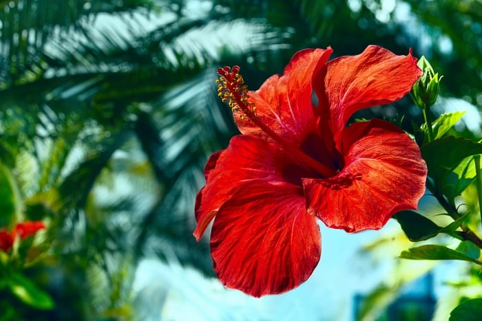 Red Hibiscus Flower 