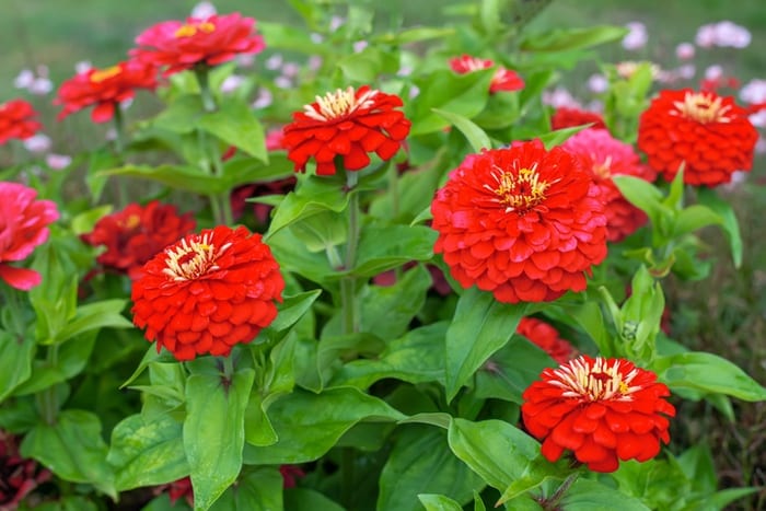 Red Zinnia Flowers