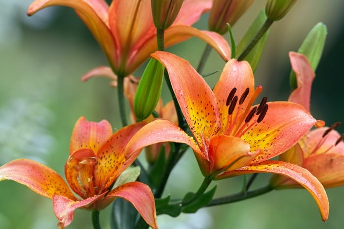 Orange Tiger Lilies