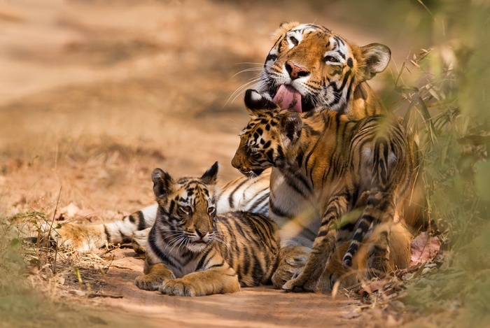 Tiger with Two Cubs