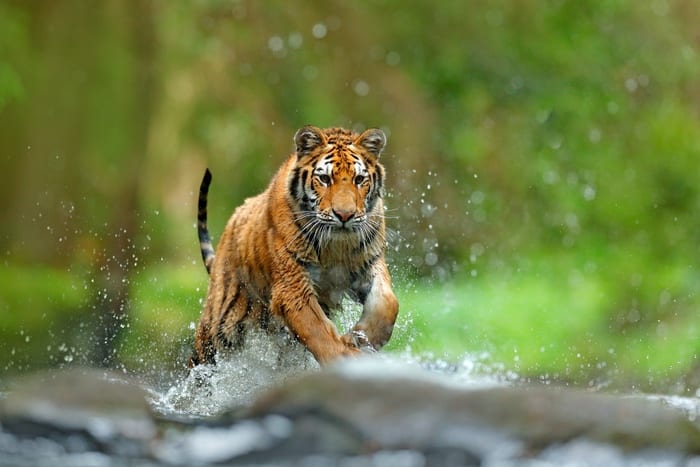 Tiger Running