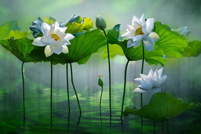 White Lotus Flowers