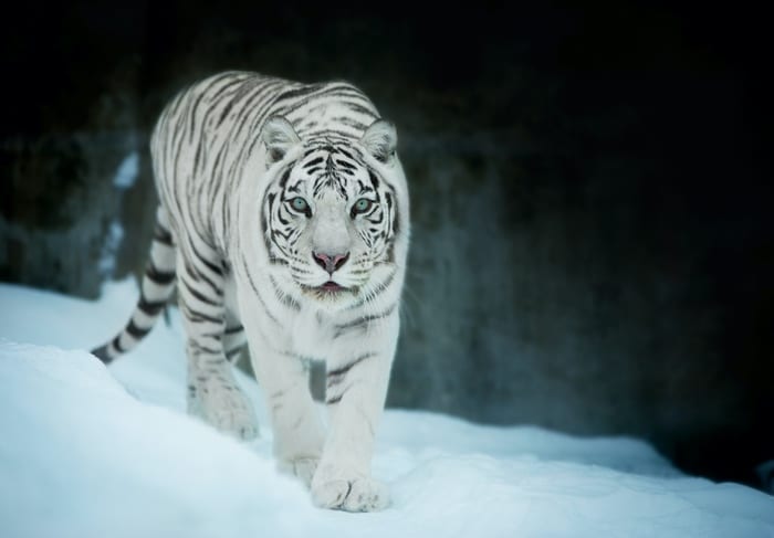 White Tiger Meaning