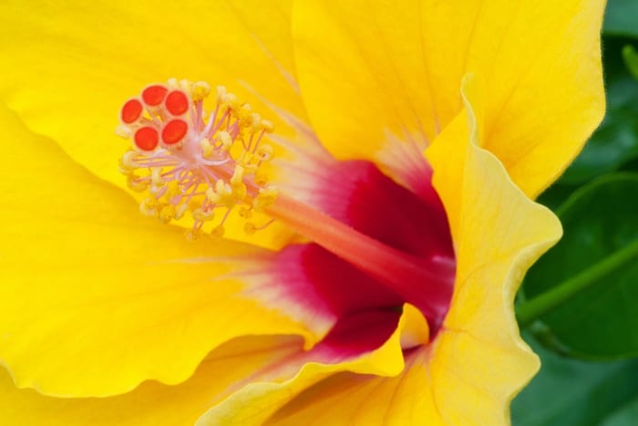 Yellow Hibiscus Flower 