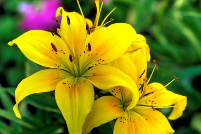 Yello Lilies