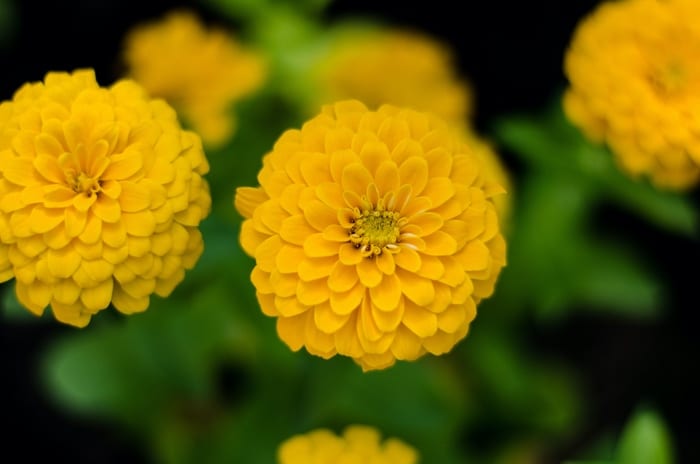 Yellow Zinnia Flowers