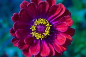 Zinnia Flower Meanings