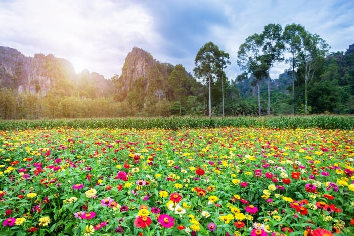 Field of Zinnia Flowers