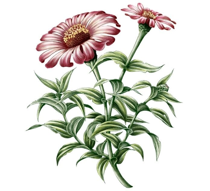 Zinnia Flower Meaning, Symbolism, and Color Meanings