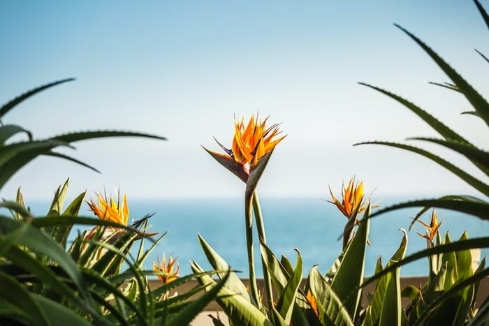 Bird of Paradise Flowers and Ocean