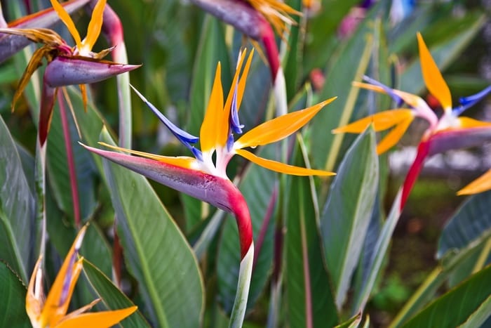 Bird of Paradise Flowers
