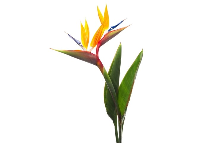 Bird of Paradise Tattoo