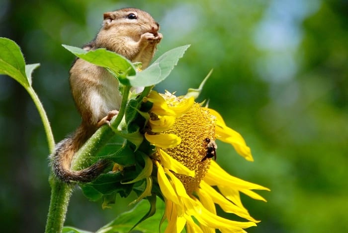 Chipmunk, Bee, Sunflower