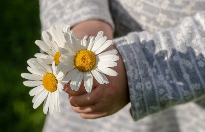 Daisy Symbol of Innocence