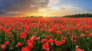 Poppy Meaning and Symbolism