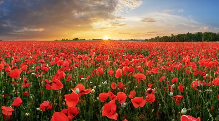 Poppy Flower Meaning Symbolism: Honor & Remembrance