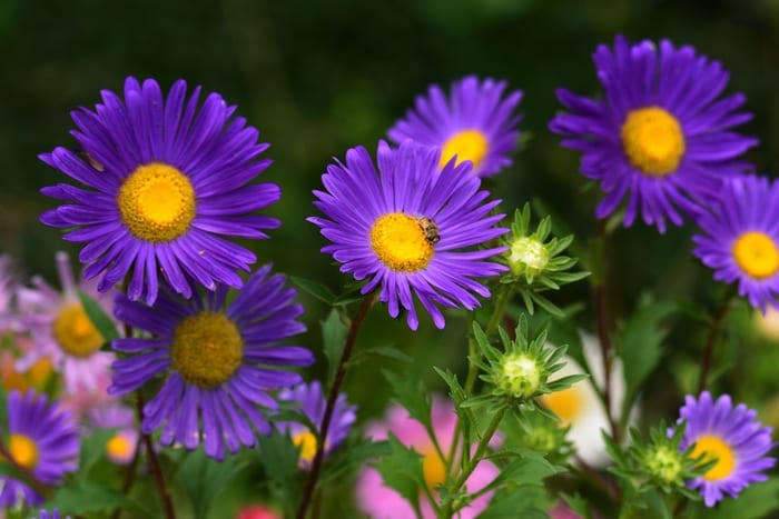 Purple Asters