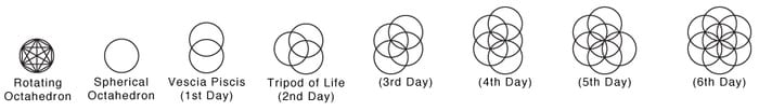 Seed of Life Stages