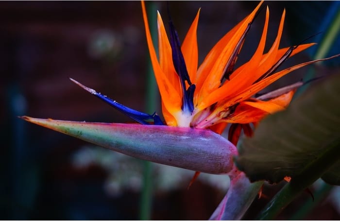 Strelitzia Bird of Paradise Flower Symbolism and Meanings