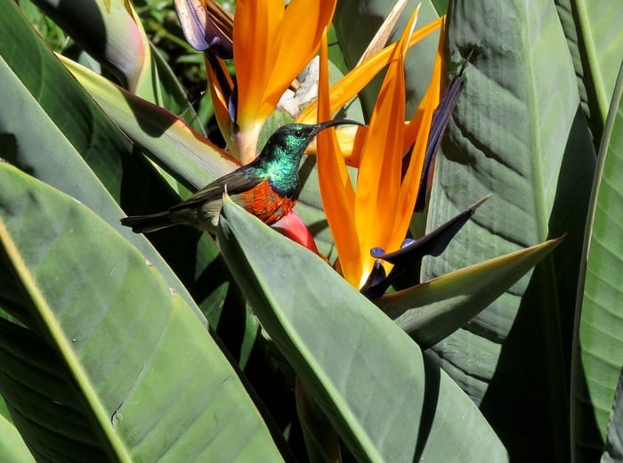 Sunbird and Bird of Paradise Flower