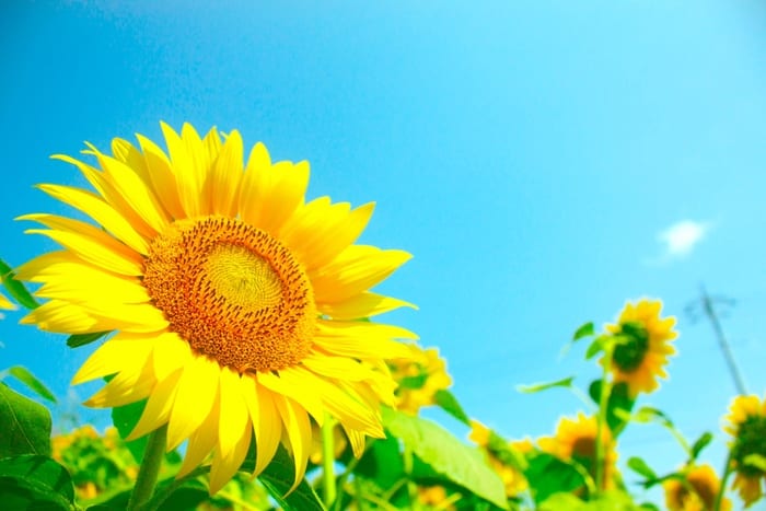 Field of Sunflowers