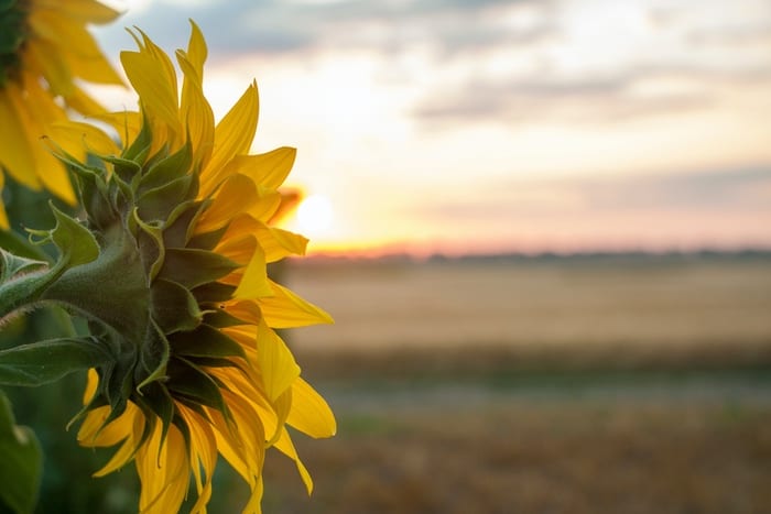Sunflowers and Horizon