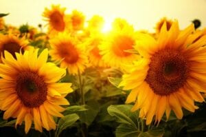 Sunflower Meaning