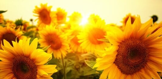 Sunflower Meaning
