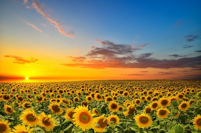 Sunflower Mythology