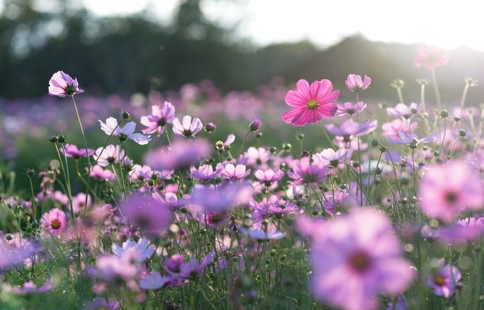 Wild Aster Flowers