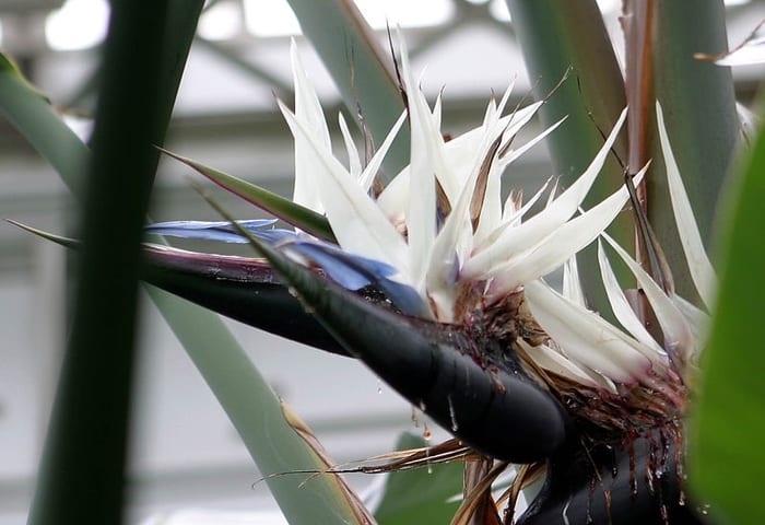 White Bird of Paradise