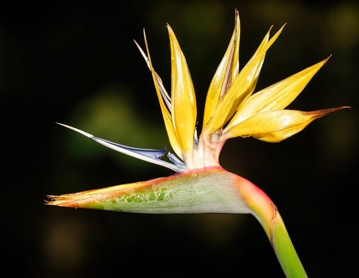 Yellow Bird of Paradise Flower
