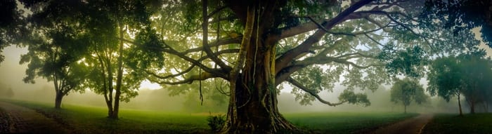 Banyan Tree
