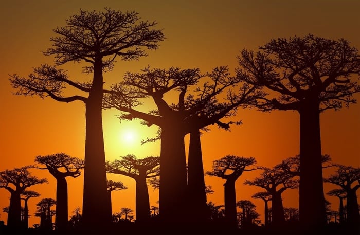Baobab Trees