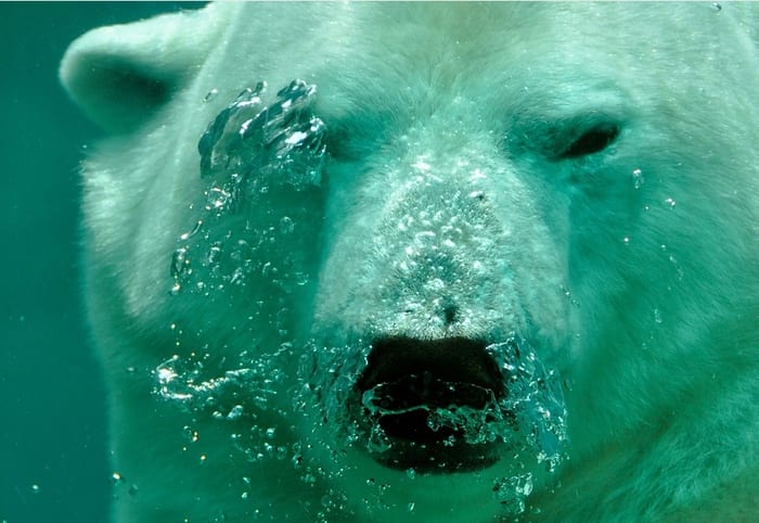 Bear Dream