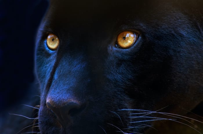 Black Leopard