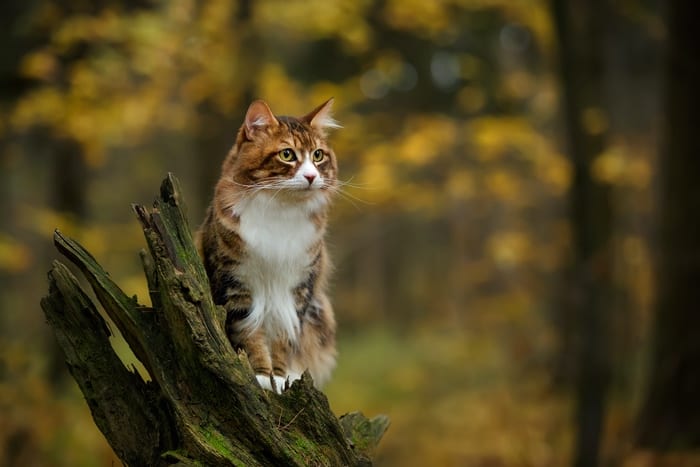 Forest Cat