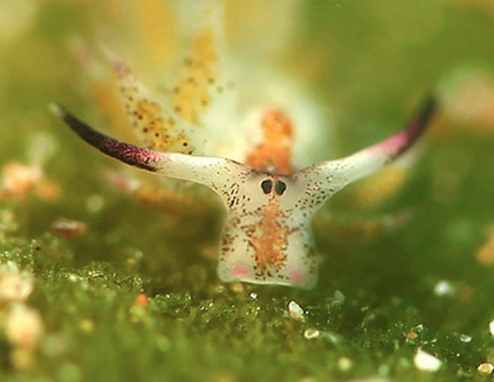 Close-up of a Costasiella kuroshimae