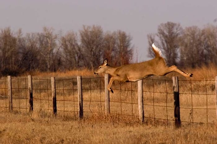 Doe Jumping Over a Fence