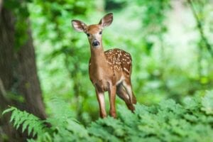 Deer in Woodlands