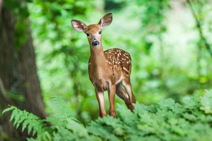 Young deer in the woods