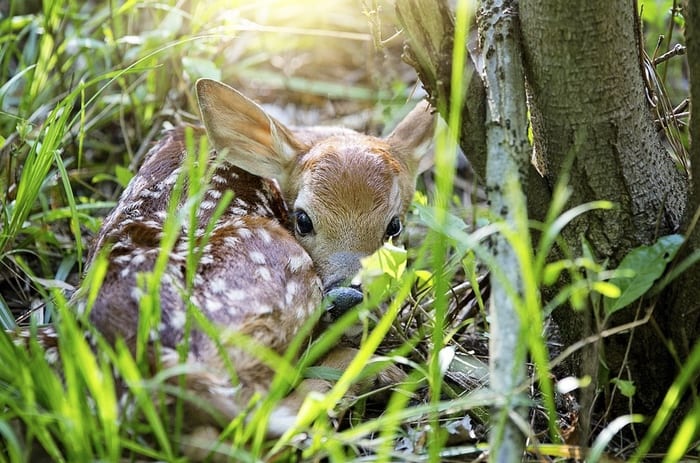 Fawn Resting