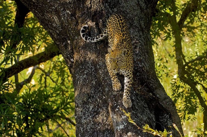 Leopard on Tree Trunk