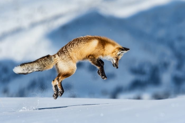 Fox Jumping